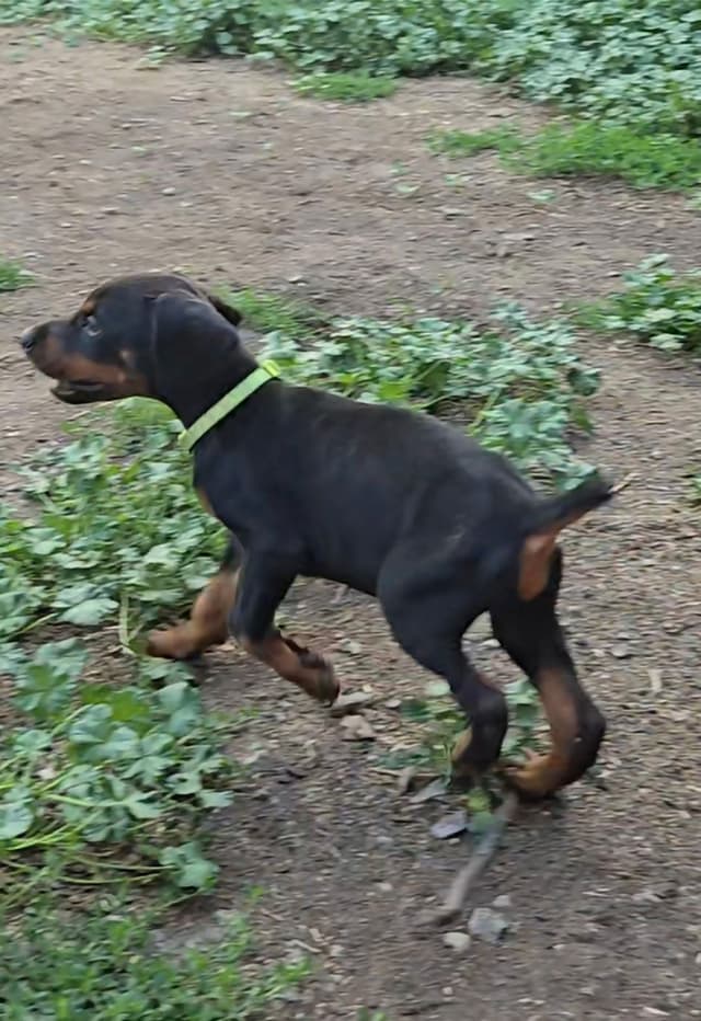 Doberman Pinscher Puppies 100% European media 5