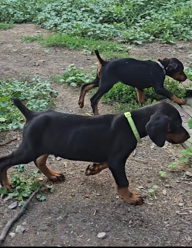 Doberman Pinscher Puppies 100% European media 6
