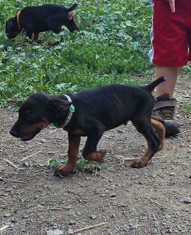 Doberman Pinscher Puppies 100% European media 7