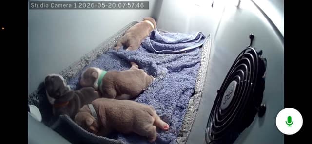 Bulldog Puppies media 2