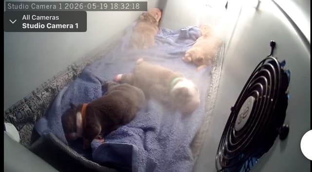 Bulldog Puppies media 4