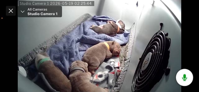 Bulldog Puppies media 3