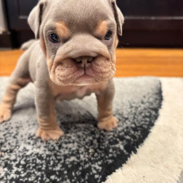 Bulldog Puppies media 5
