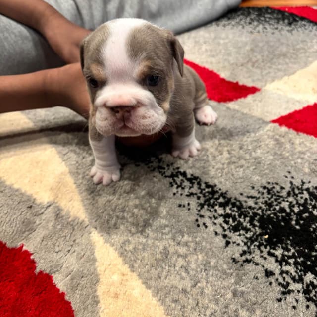 Bulldog Puppies media 7