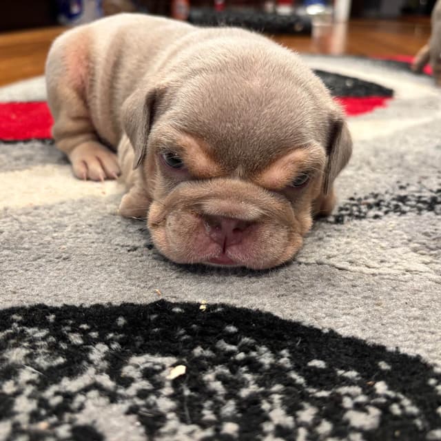 Bulldog Puppies media 6