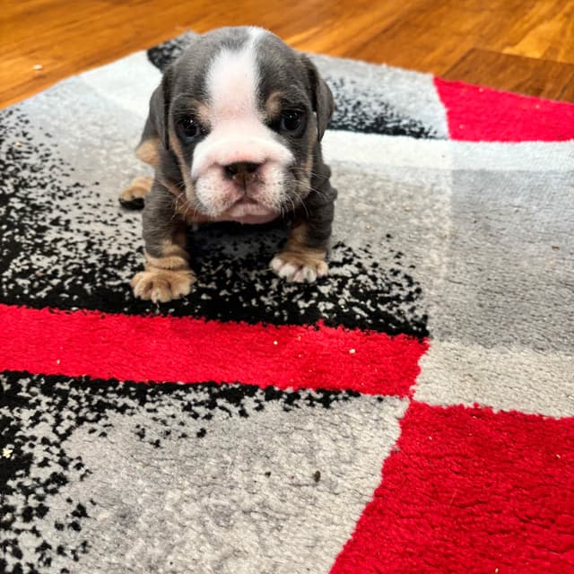 Bulldog Puppies media 8