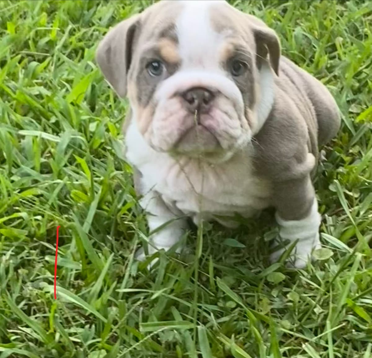 Bulldog Puppies breeder image 3