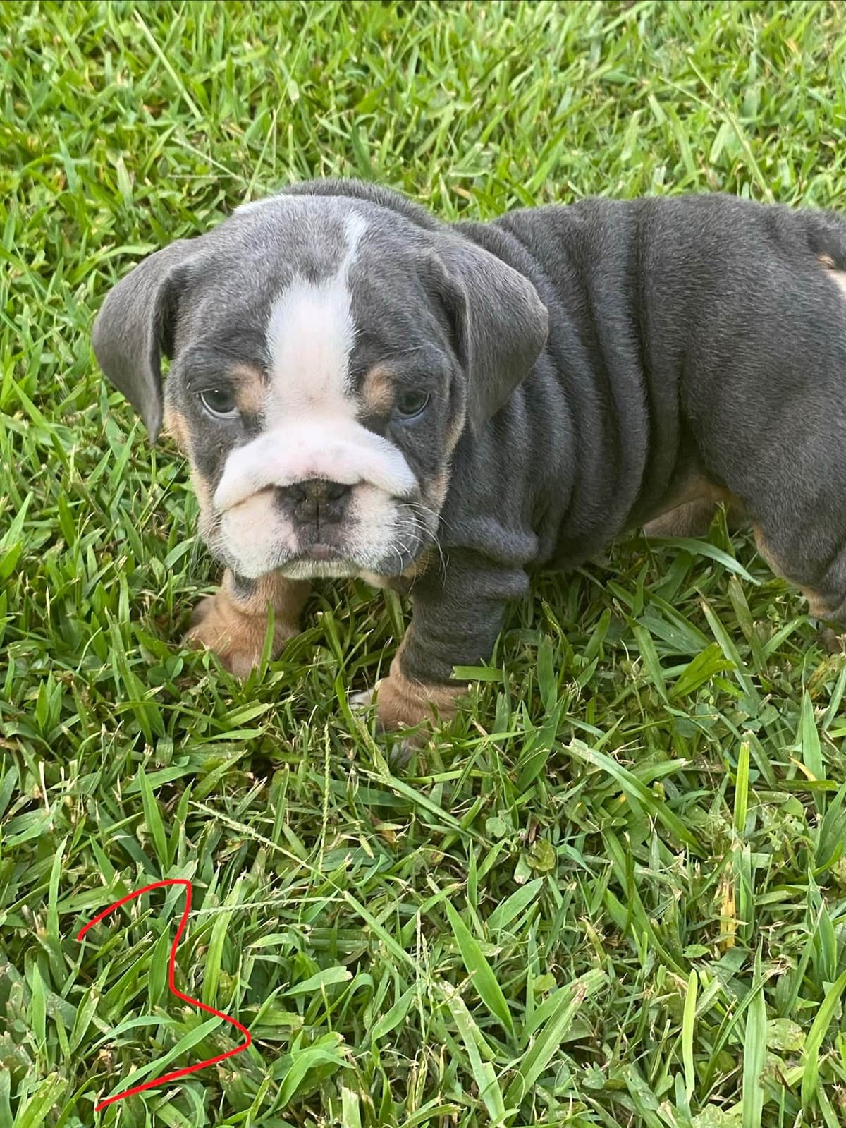 Bulldog Puppies breeder image 4