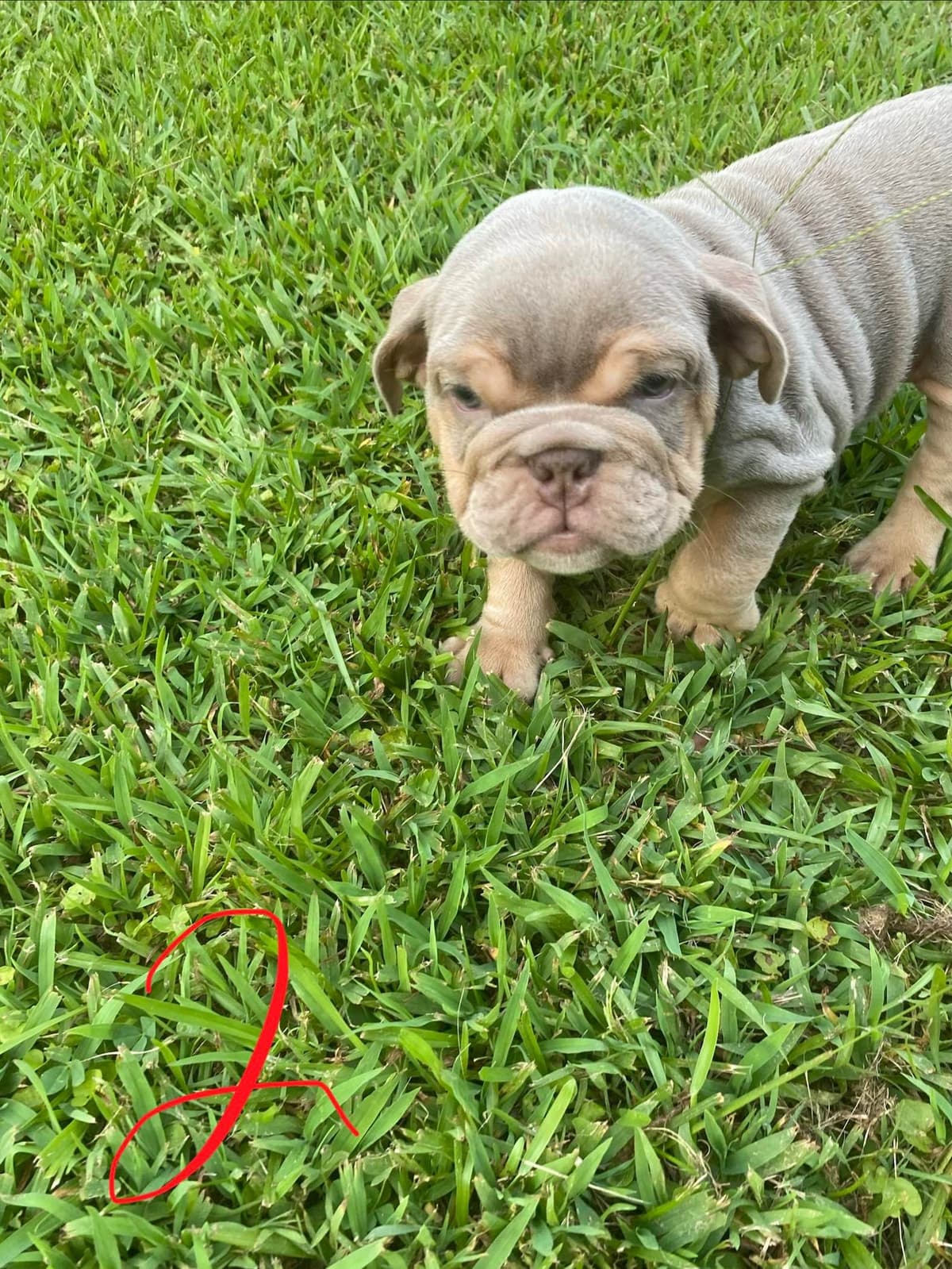 Bulldog Puppies breeder image 5