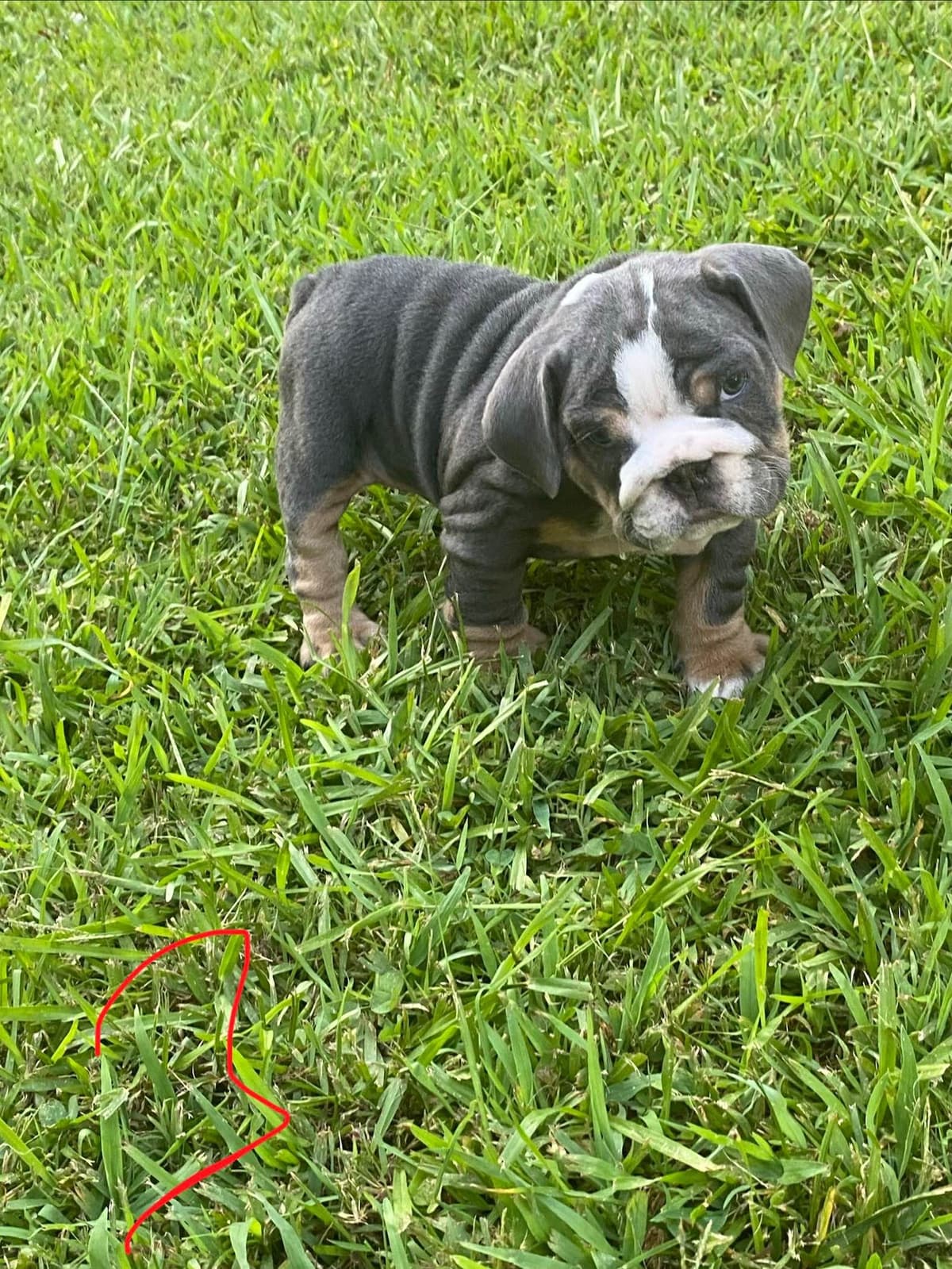 Bulldog Puppies breeder image 6