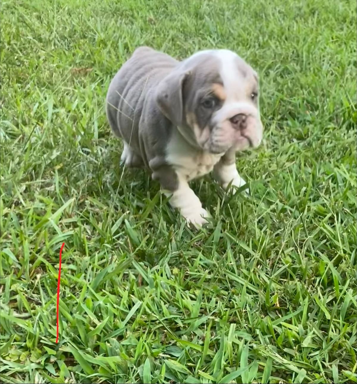 Bulldog Puppies breeder image 14
