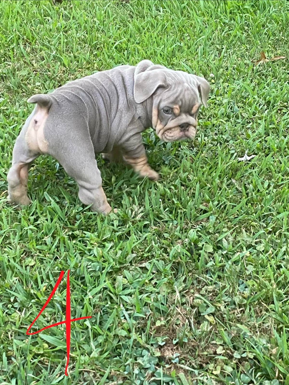 Bulldog Puppies breeder image 13