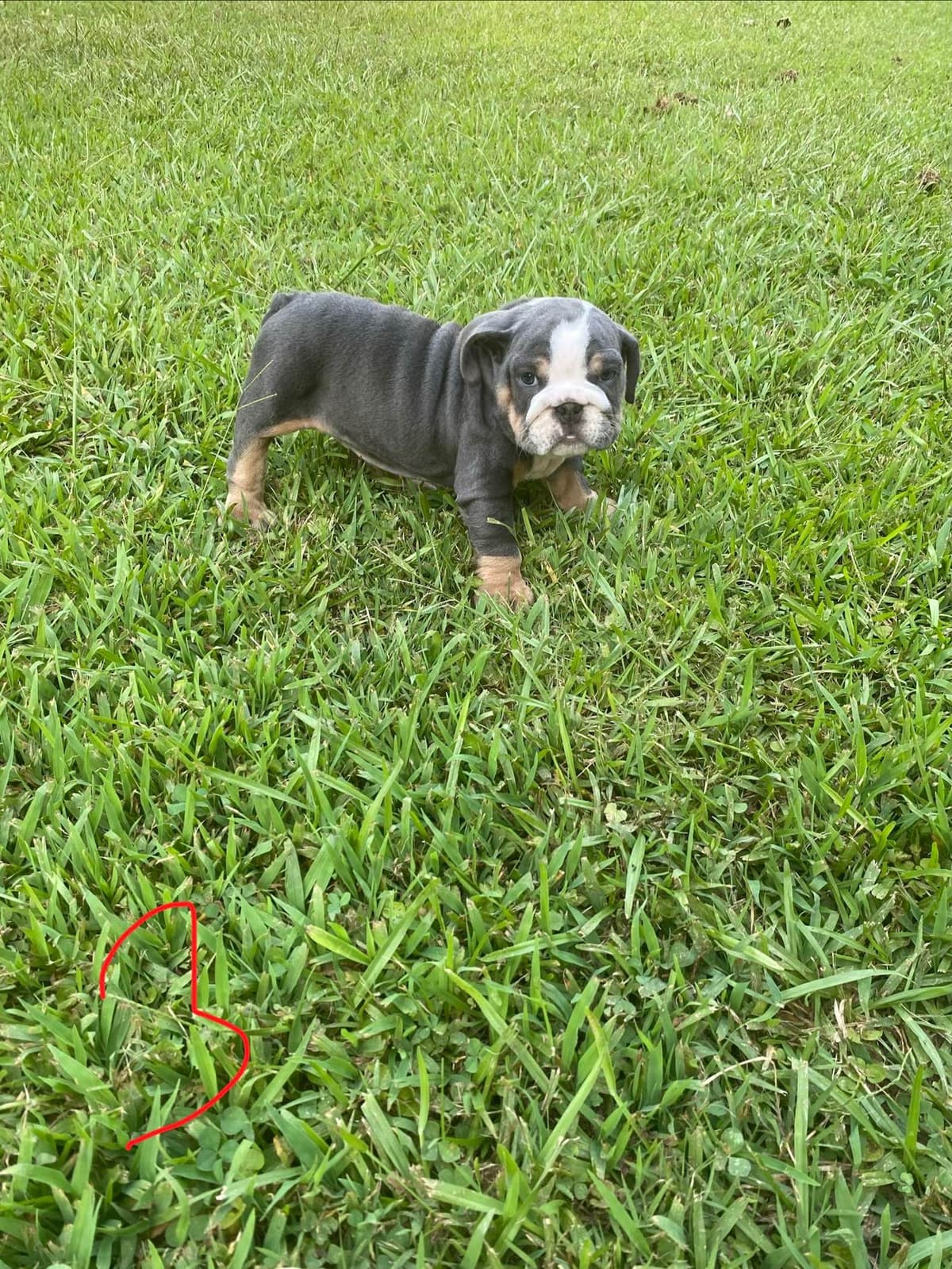 Bulldog Puppies breeder image 11