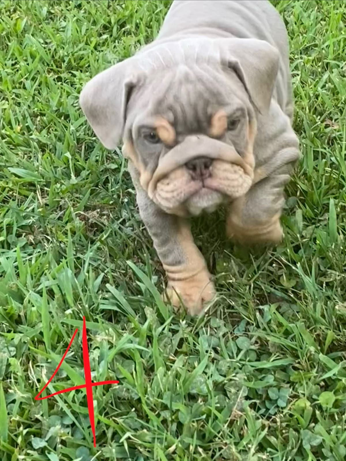 Bulldog Puppies breeder image 9