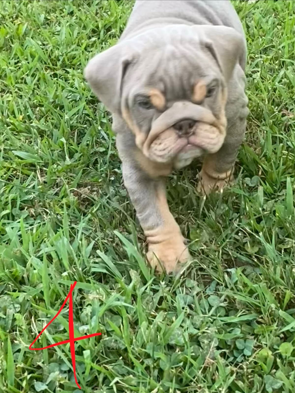 Bulldog Puppies breeder image 17