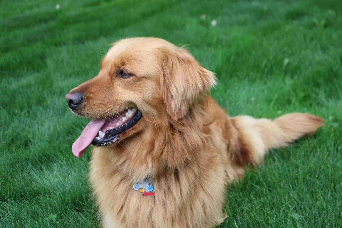Family Raised Golden Retriever Puppies breeder image 1
