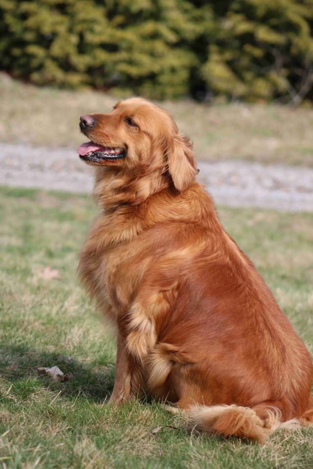 Family Raised Golden Retriever Puppies media 2