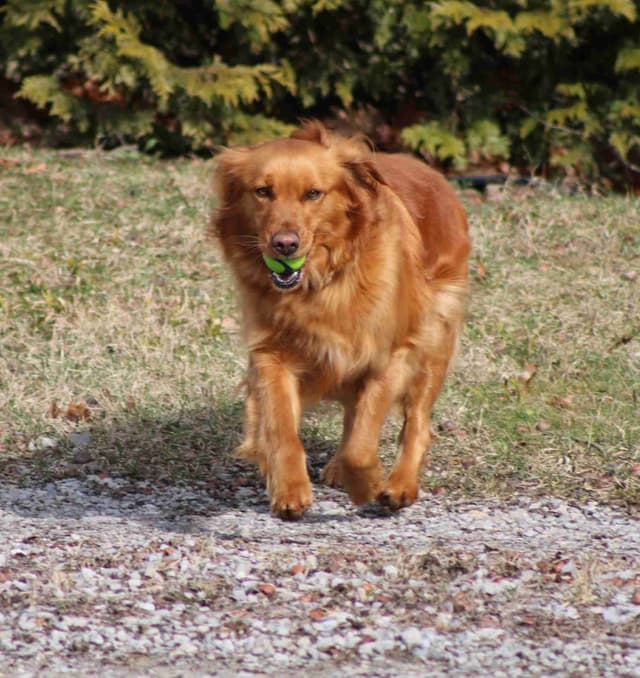 Family Raised Golden Retriever Puppies media 3