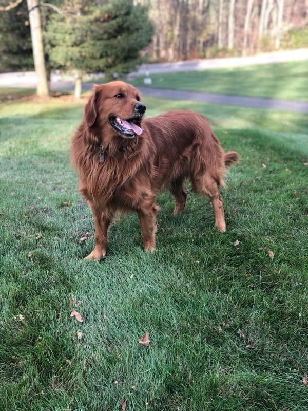 Family Raised Golden Retriever Puppies media 4