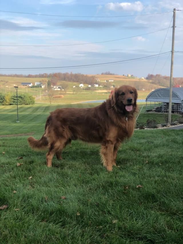 Family Raised Golden Retriever Puppies media 5