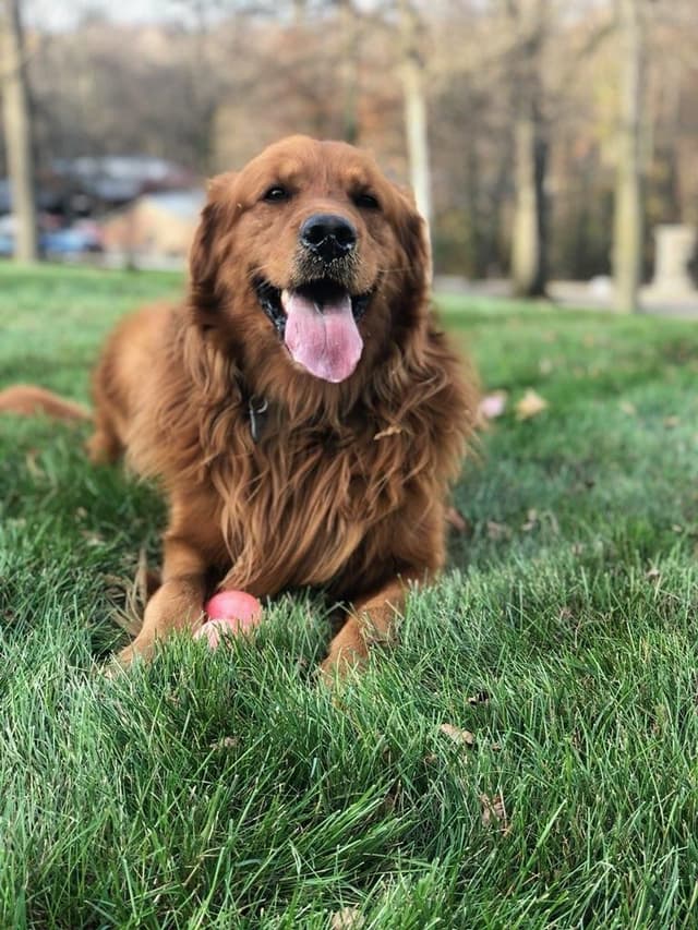 Family Raised Golden Retriever Puppies media 6