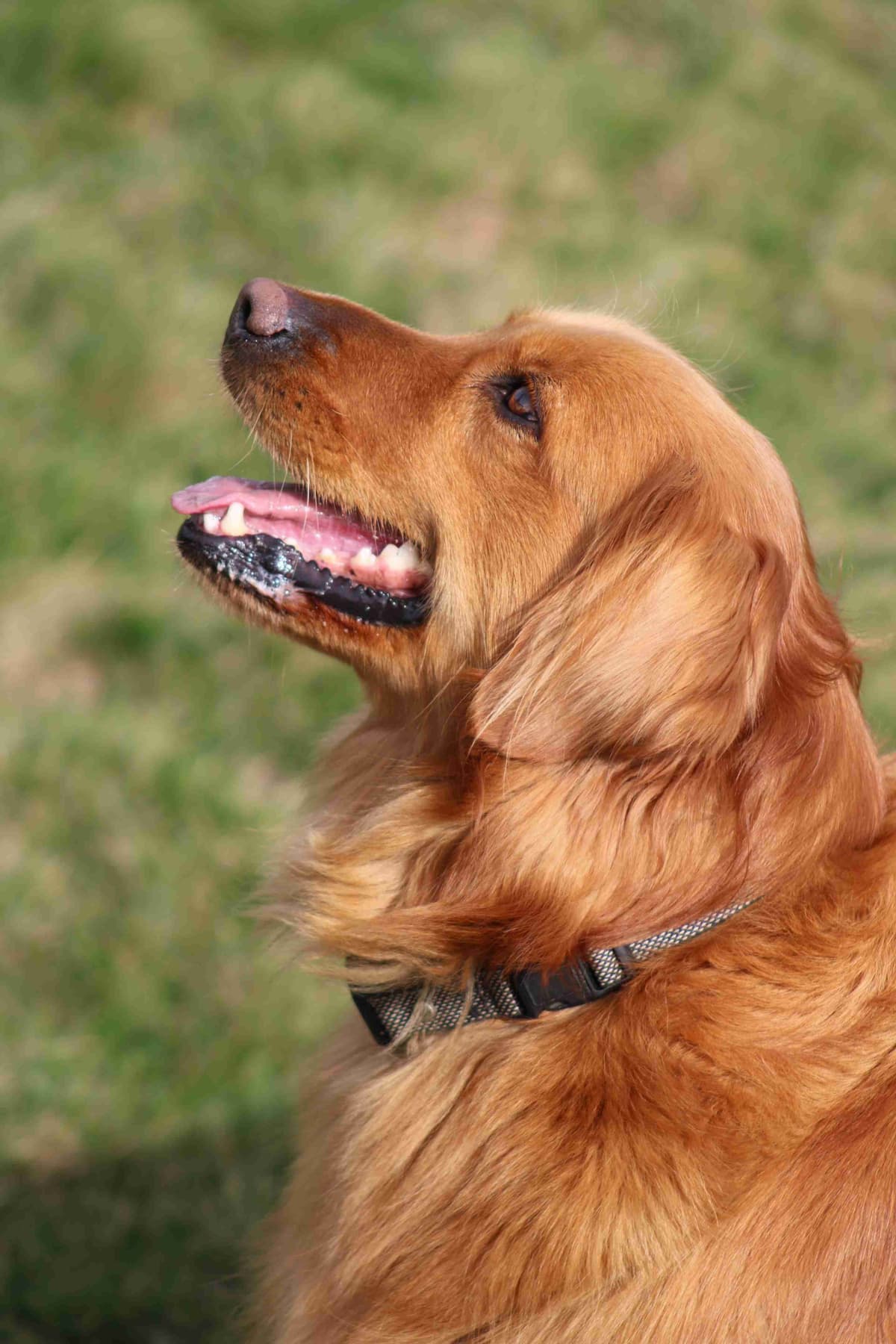 Family Raised Golden Retriever Puppies breeder image 2