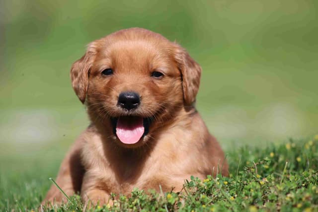Family Raised Golden Retriever Puppies media 7