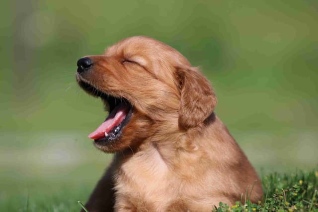 Family Raised Golden Retriever Puppies media 8