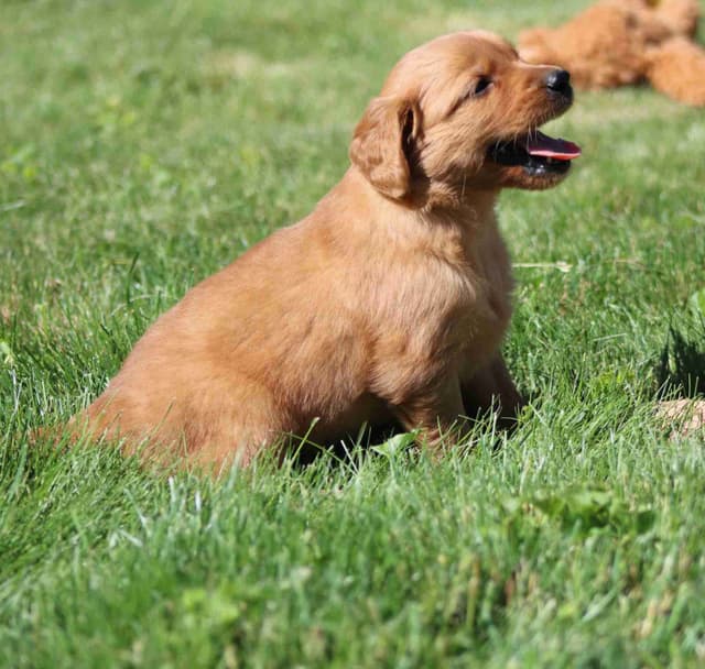 Family Raised Golden Retriever Puppies media 9
