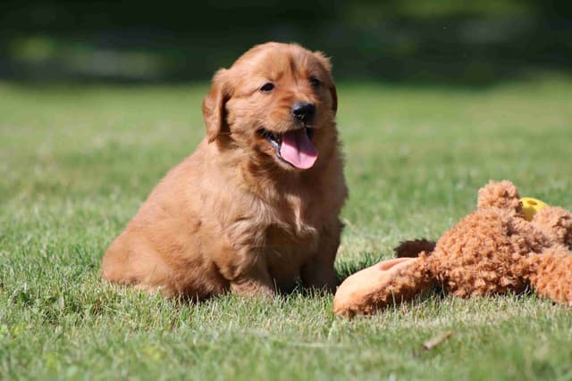 Family Raised Golden Retriever Puppies media 10