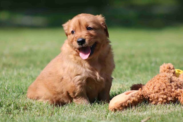 Family Raised Golden Retriever Puppies media 11