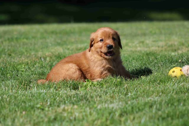 Family Raised Golden Retriever Puppies media 13