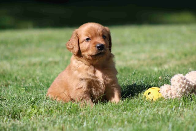 Family Raised Golden Retriever Puppies media 14
