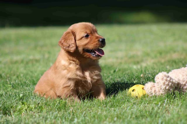 Family Raised Golden Retriever Puppies media 15