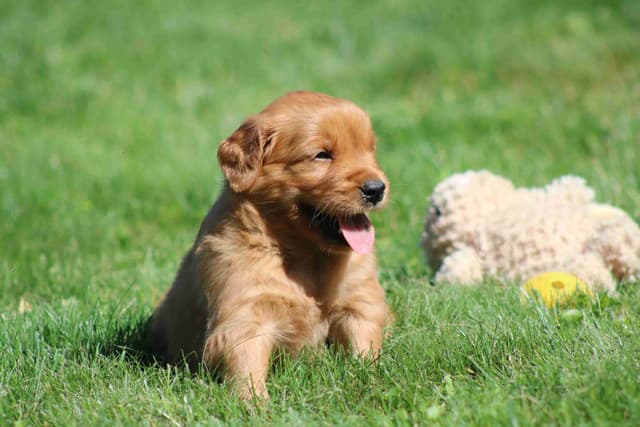 Family Raised Golden Retriever Puppies media 16