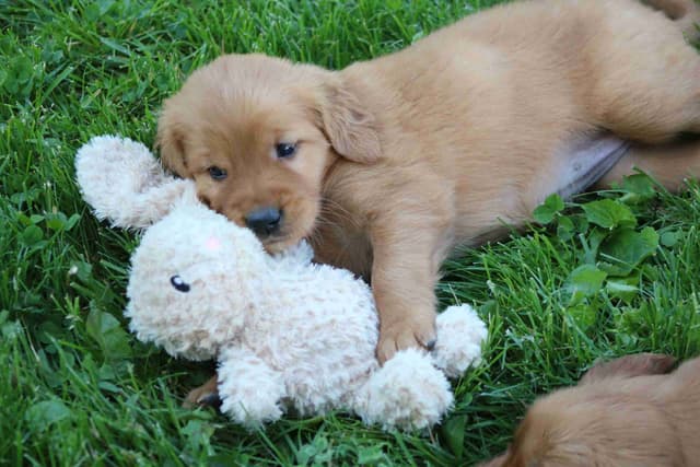Family Raised Golden Retriever Puppies media 18