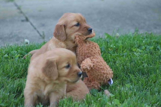 Family Raised Golden Retriever Puppies media 19