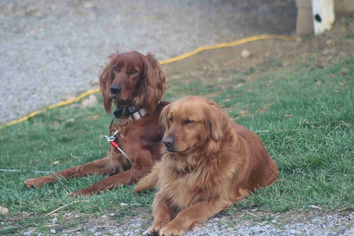 Family Raised Golden Retriever Puppies breeder image 3