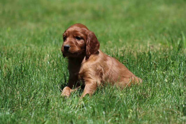 Family Raised Irish Setter Puppies media 3