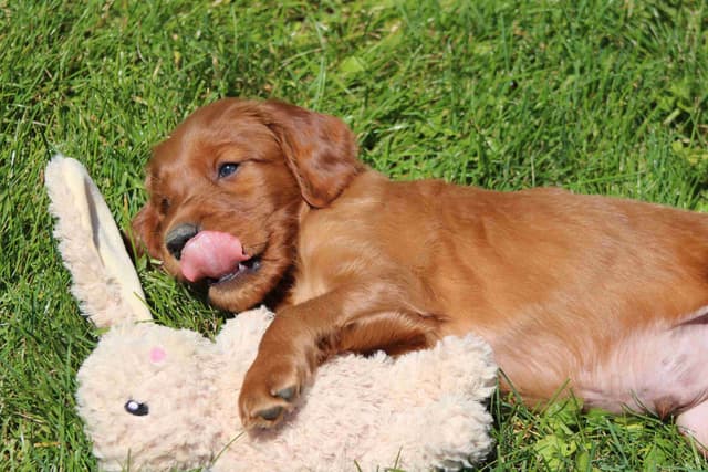 Family Raised Irish Setter Puppies media 5