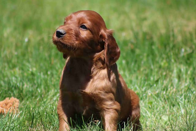 Family Raised Irish Setter Puppies media 6