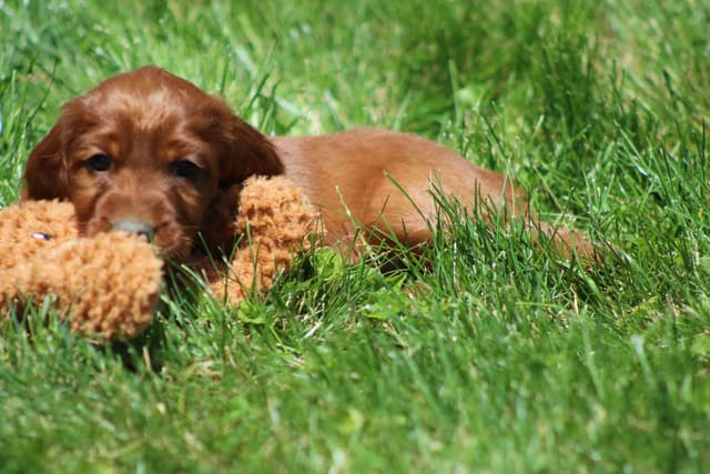 Family Raised Irish Setter Puppies media 7