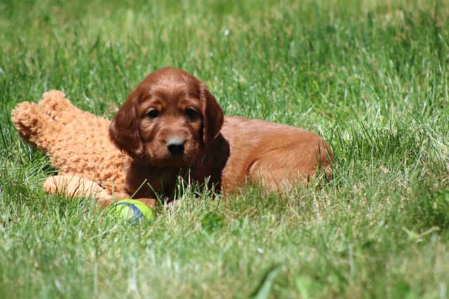 Family Raised Irish Setter Puppies media 4