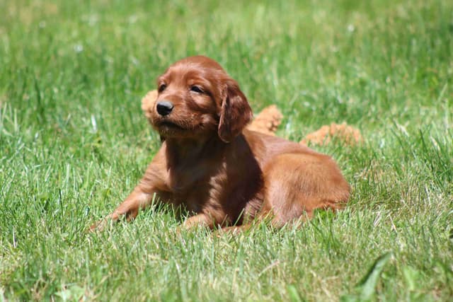 Family Raised Irish Setter Puppies media 8