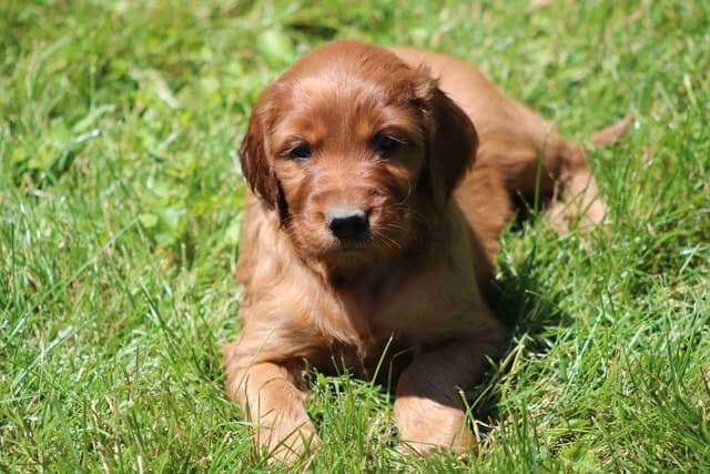 Family Raised Irish Setter Puppies media 2