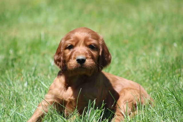 Family Raised Irish Setter Puppies media 9