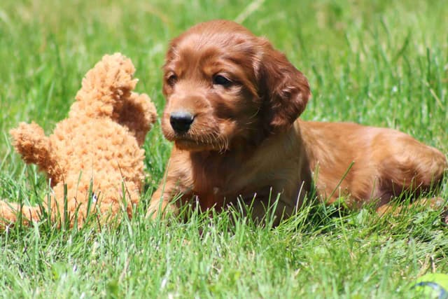 Family Raised Irish Setter Puppies media 10