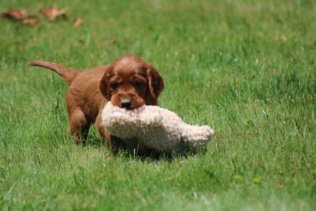 Family Raised Irish Setter Puppies media 11