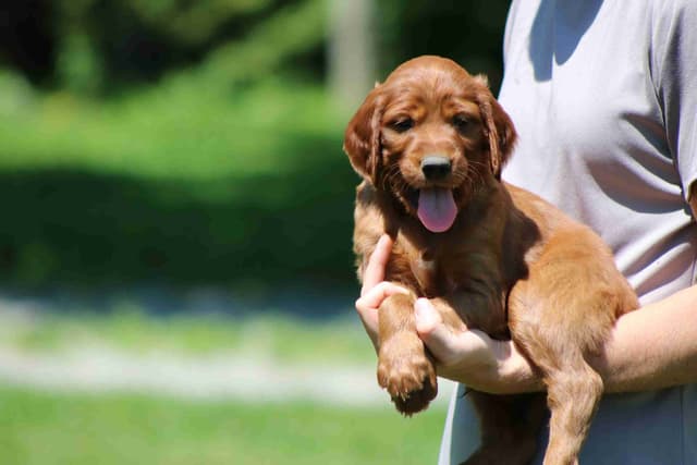 Family Raised Irish Setter Puppies media 12
