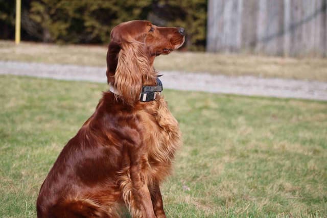 Family Raised Irish Setter Puppies media 13